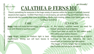 Calathea___Ferns