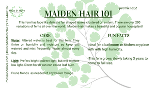 Maiden_Hair