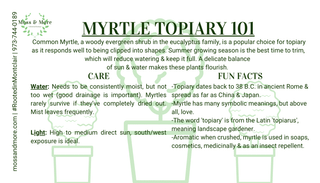 Myrtle_Topiary
