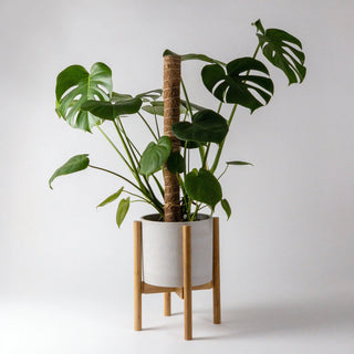 Adjustable Bamboo Plant Stand Kanso Designs