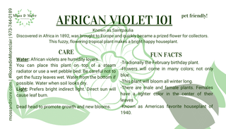 African_Violet