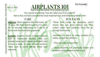 Air_Plant