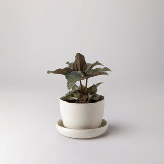 Bamboo Fibre Mini Planter Pot (White) Kanso Designs