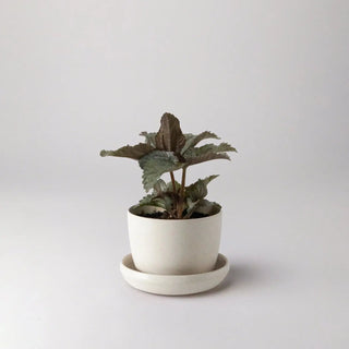 Bamboo Planter Pot Kanso Designs