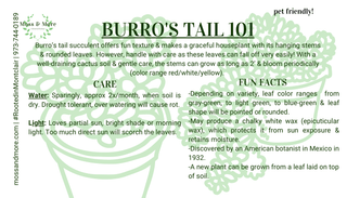 Burro_s_Tail