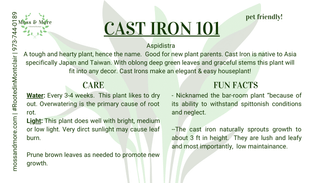 Cast_Iron