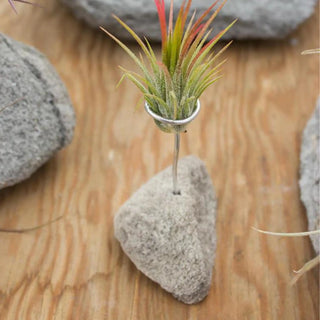 Feather Rock Air Plant Stand Plantaflor USA