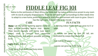 Fiddle_Leaf_Fig