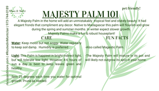 Majesty_Palm