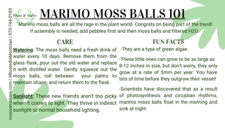 Marimo_Moss_Ball