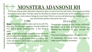 Monstera_Adansonii
