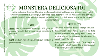 Monstera_Deliciosa