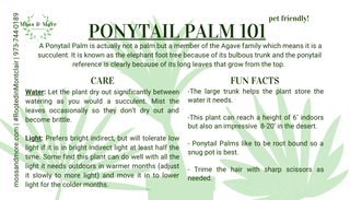 Ponytail_Palm