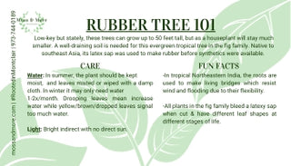 Rubber_Tree