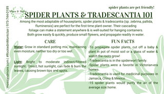 Spider_Plants___Tradescantia
