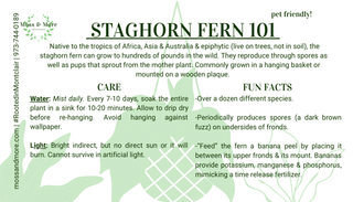 Staghorn_fern