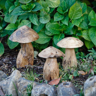 Tea Tree Root Mushrooms