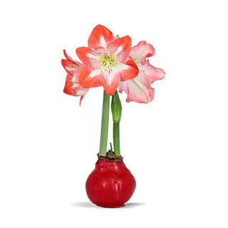 Waxed Amaryllis Bulbs Amaryllis and Caladium Bulb Co.