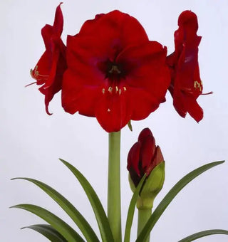 Waxed Amaryllis Bulbs Amaryllis and Caladium Bulb Co.