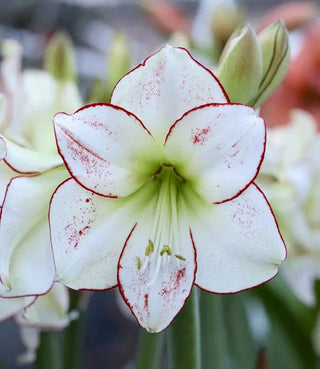 Waxed Amaryllis Bulbs Amaryllis and Caladium Bulb Co.